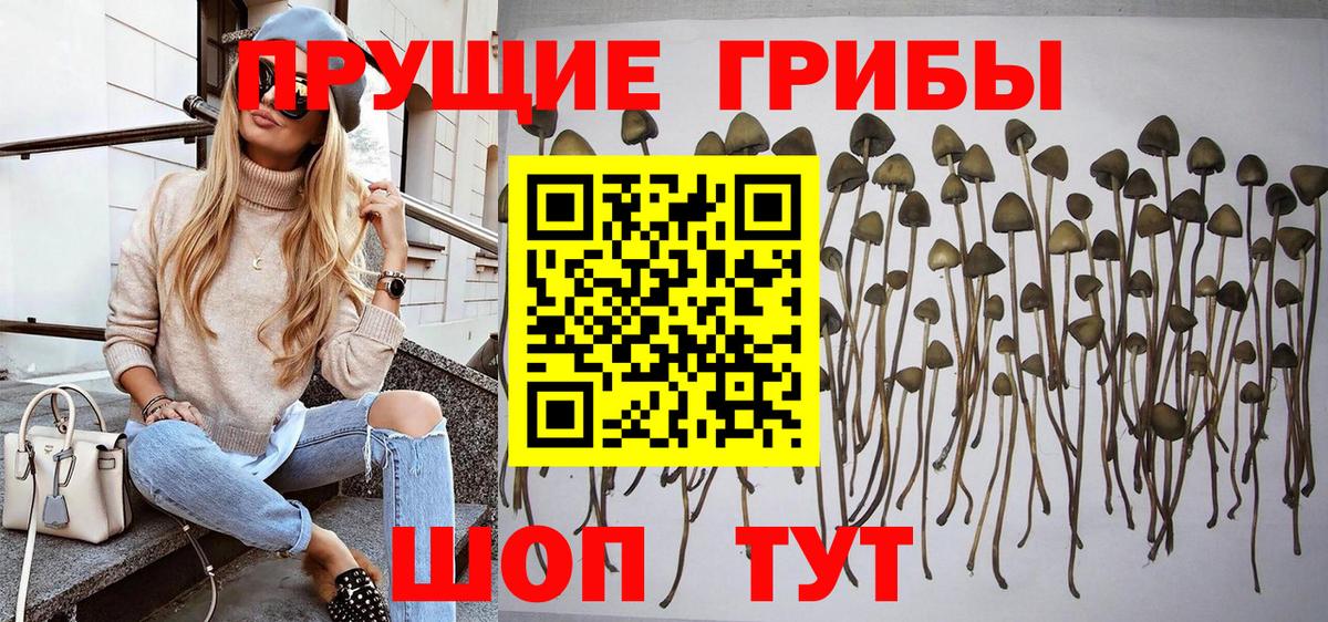 Галлюциногенные грибы Psilocybe Сатка